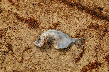 dead fish on the beach