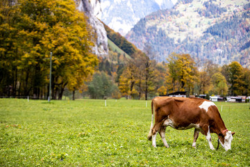 Fototapeta na wymiar Swiss cow in field at sunny day