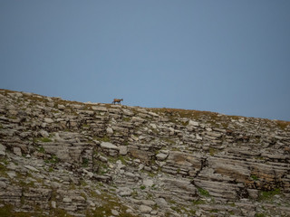 G&auml;mse auf berg silhouette
