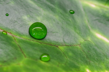 Abstract green background. Macro Croton plant leaf with water drops. Natural backdrop © OLAYOLA