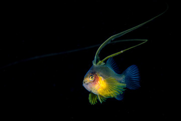 Barred Soapfish (larval)