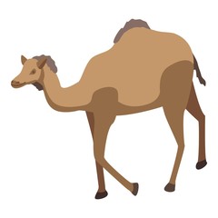 Zoo desert camel icon. Isometric of zoo desert camel vector icon for web design isolated on white background