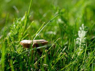 grzyb na łące  © Marcin