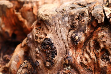 detail of trunk of tree