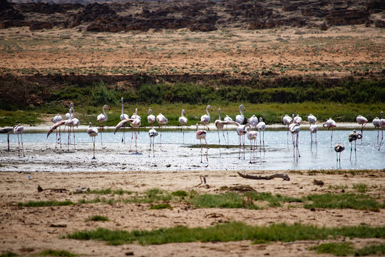 Flamingos Khor Rori Near Salalah In Oman