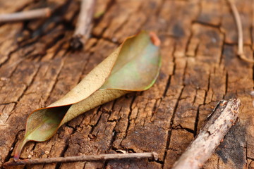 dried up leaf on a tree