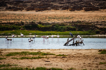 Fototapeta na wymiar Flamingos Khor Rori near Salalah in Oman