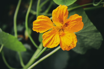   Garden Nasturtium, tropaeolum majus is a species of flowering plant in the family Tropaeolaceae, originating in the Andes from Bolivia north to Colombia. 