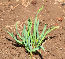 Bunch of young garlic in soil. Young garlic grew from one forgotten bulb in the fall.