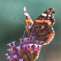 Atalanta butterfly on verbena flower against teal background