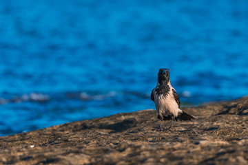 Crow bird by the sea