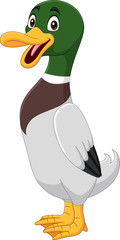 Fototapeta premium Cute duck cartoon on white background