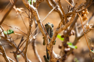 Chameleon at Ain Sahlounout near Salalah in Oman