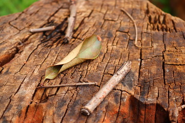 dried up leaf on tree