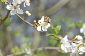 Bee sitting on a blossom