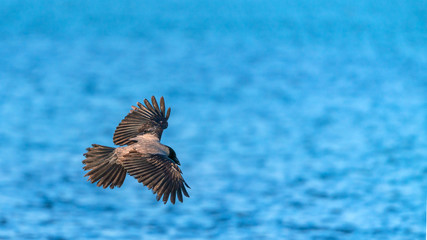 Obraz na płótnie Canvas Crow bird in flight by the sea