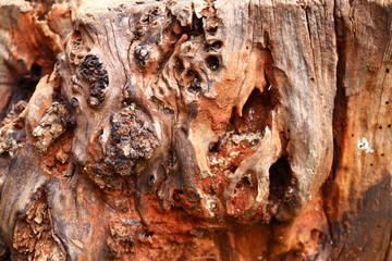 texture of bark of tree