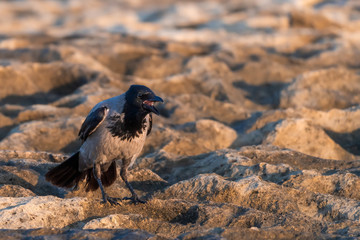 Crow bird on the rocks