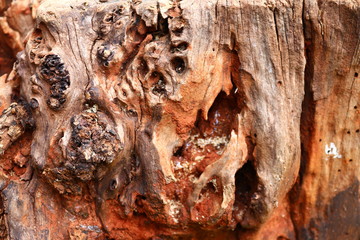 bark of tree