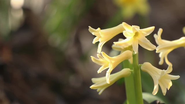 Yellow blooming hyacinths. Low angle. Beautiful spring background with copy space. Spring sunny day in the forest. Close up, shallow depth of the field.