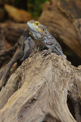  The lizard is sitting on the tree