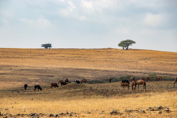 Fototapeta na wymiar Camel grasing with cow near Salalah in Oman
