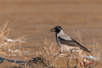 Obraz premium Crow bird on a sandy beach