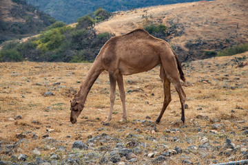 Camel grasing with cow near Salalah in Oman
