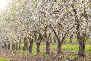 Almond trees blooming in the orchard. Selective focus.