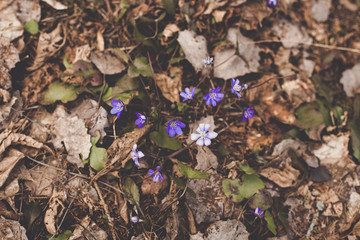 Wild purple violet flowers break through the old brown grass and leaves positive optimistic survival mood. Photo in retro vintage hipster processing style