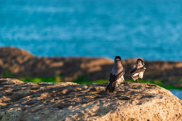 A flock of crow by the sea