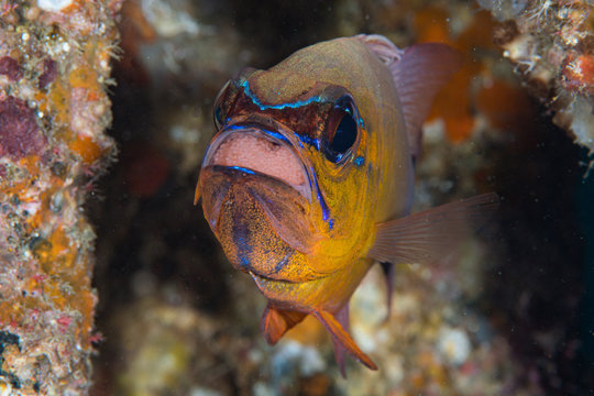 Ringtailed Cardinalfish mouthbrooding eggs