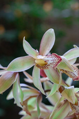  Beautiful orchids photographed in a park in the Czech Republic