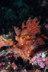Weedy Scorpionfish Rhinopias