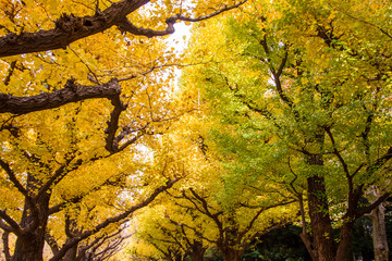 Ginkgo biloba or beautiful yellow tree in autumn with blue sky