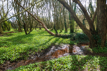 Ein Bärlauch Paradies mitten im Wald