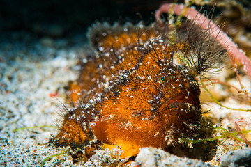 Hairy Frogfish