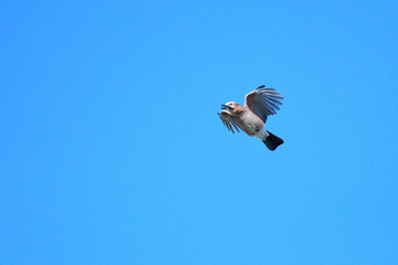 Eichelhäher im Flug im Herbst	