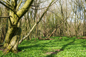 Ein Bärlauch Paradies mitten im Wald