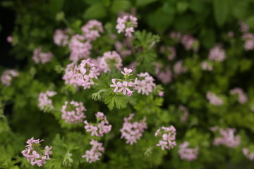 pink flowers in the garden