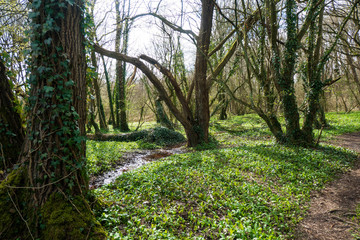 Fototapeta premium Ein Bärlauch Paradies mitten im Wald
