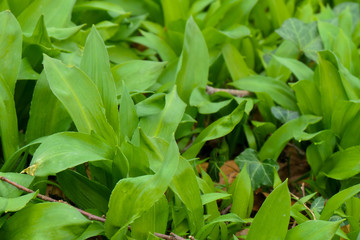 Bärlauch gesund und lecker