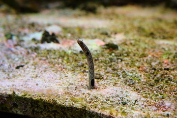 A fish sticking out of the sand © moniadk