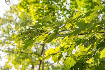 Fototapeta na wymiar Lush foliage green summer background with maple leafs during summer day.