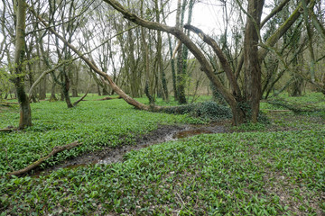 Ein Bärlauch Paradies mitten im Wald