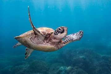 Foto op Plexiglas Green Turtle © Mark