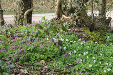 Ein Bärlauch Paradies mitten im Wald