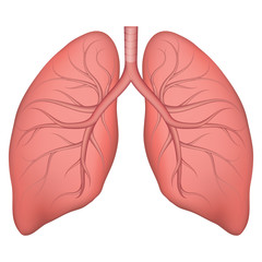 Vector illustration of human lung structure. Realistic drawing for anotomy biology textbook or articles about pulmonary diseases. Lungs in normal condition. Respiratory diseases.