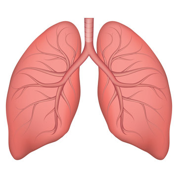 Vector illustration of human lung structure. Realistic drawing for anotomy biology textbook or articles about pulmonary diseases. Lungs in normal condition. Respiratory diseases.