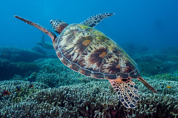 Green Turtle